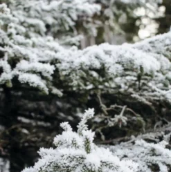 Skandinavisk Duftlys –  SKOG 400g- Duftlys/Duftolje|Til Det Dekkede Bordet