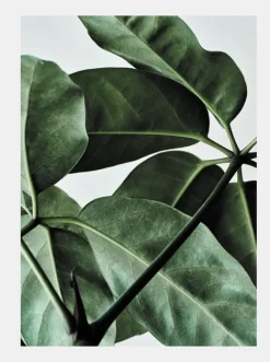 Paper Collective Green Home 01 50 x 70 cm- Bilder / Postere / Veggdecor