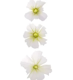 Mr. Plant Leia veggblomster -3pk- Bilder / Postere / Veggdecor