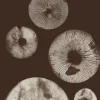 Pernille Folcarelli Mushroom 5 chocolate- Bilder / Postere / Veggdecor