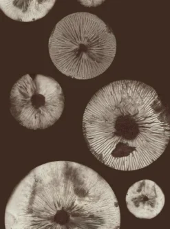 Pernille Folcarelli Mushroom 5 chocolate- Bilder / Postere / Veggdecor