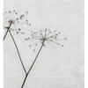 Poster &amp; Frame Poster – Natur -Dried Flower 1- Bilder / Postere / Veggdecor