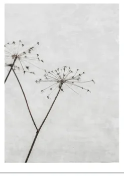 Poster &amp; Frame Poster – Natur -Dried Flower 1- Bilder / Postere / Veggdecor