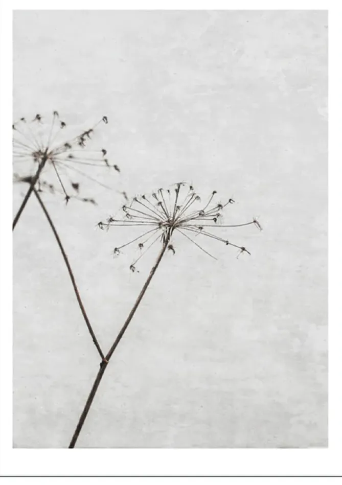 Poster & Frame Poster – Natur -Dried Flower 1- Bilder / Postere / Veggdecor