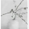 Poster &amp; Frame Poster – Natur -Spring Flower 2- Bilder / Postere / Veggdecor