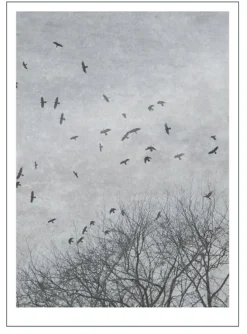 Poster &amp; Frame Poster -Natur -Crows- Bilder / Postere / Veggdecor
