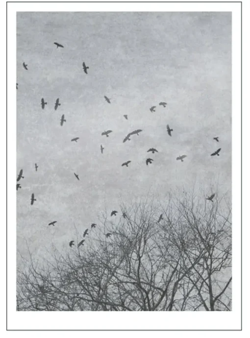 Poster &amp; Frame Poster -Natur -Crows- Bilder / Postere / Veggdecor
