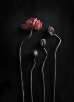 Paper Collective Still Life 02 50 x 70 cm- Bilder / Postere / Veggdecor