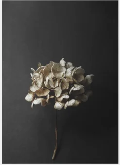 Paper Collective Still Life 04 50 x 70 cm- Bilder / Postere / Veggdecor